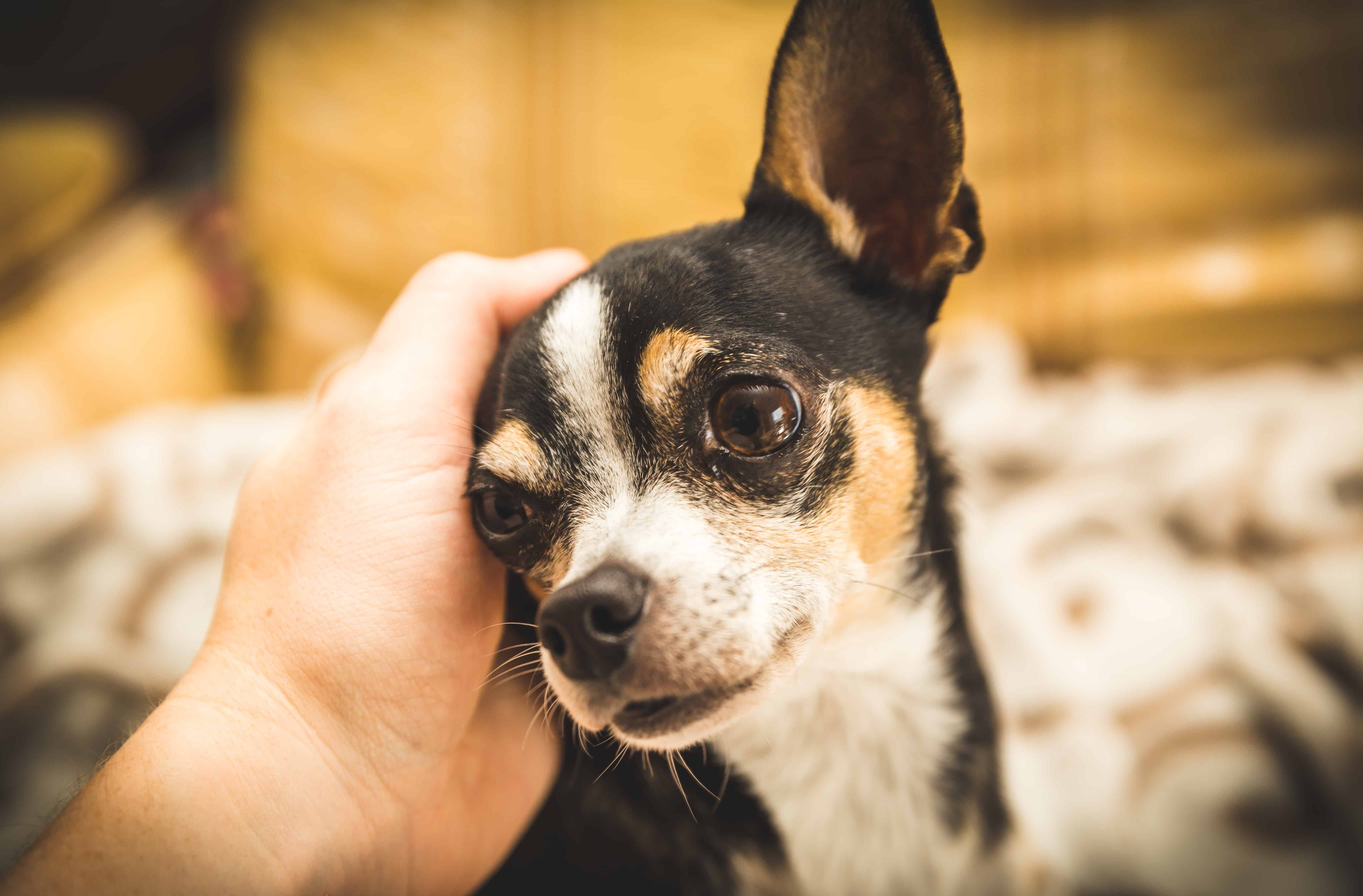 Male chihuahua looks lovingly as a person pets it.