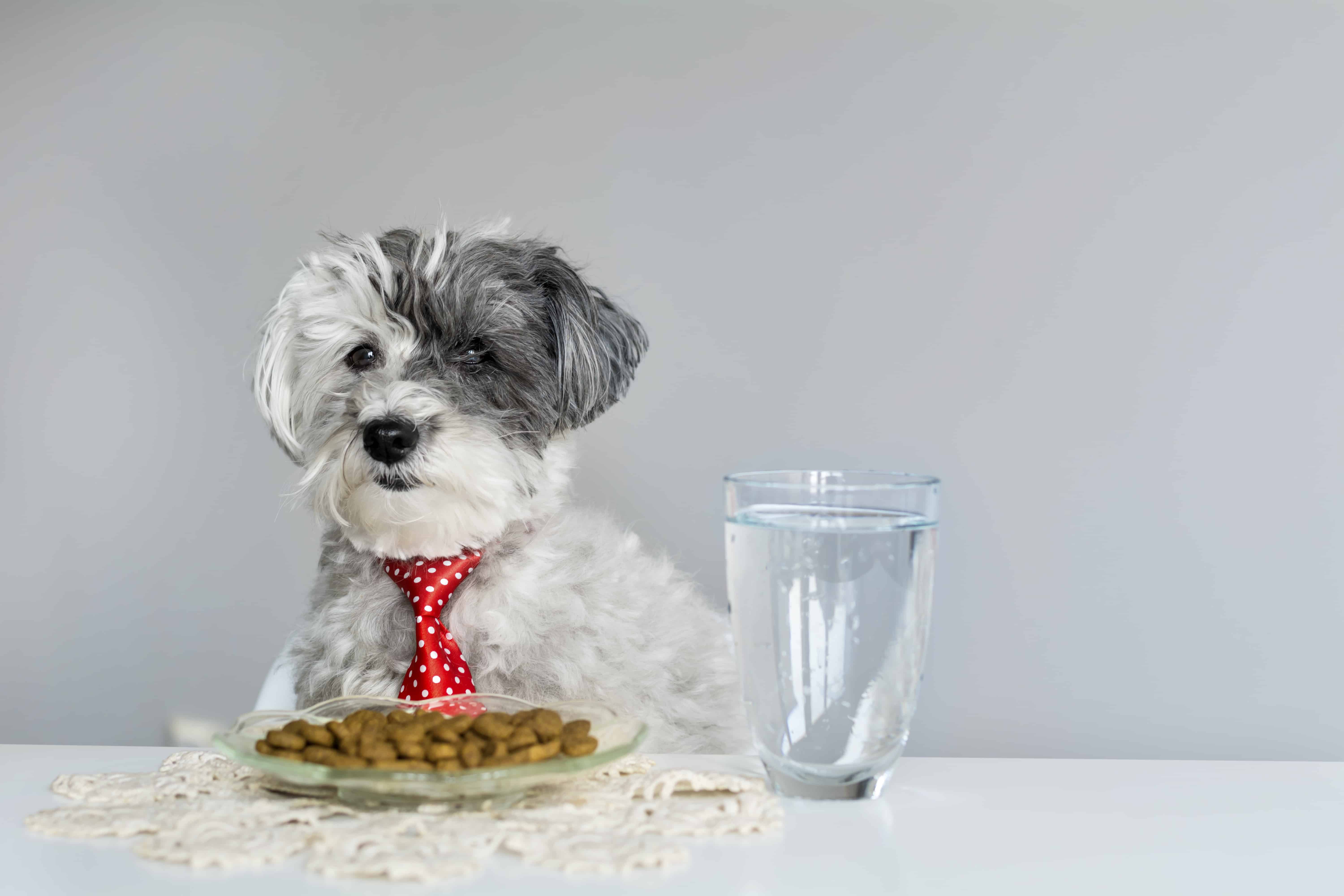 white poodle dog with red tie eating food at table