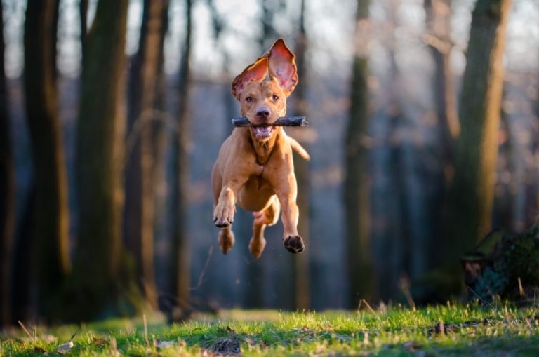 Ever Wonder, Why Dogs Jump? Walk It Like A Dog