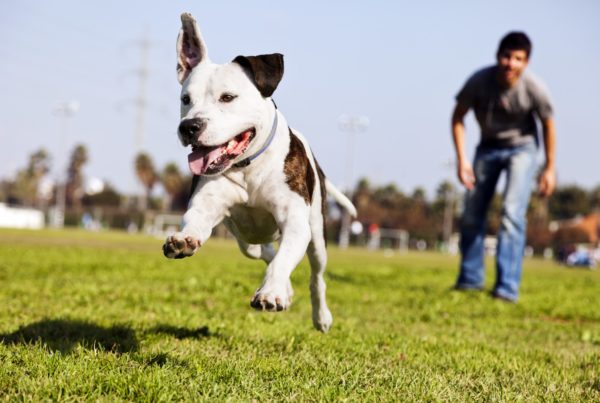 Philadelphia Dog Park Guide