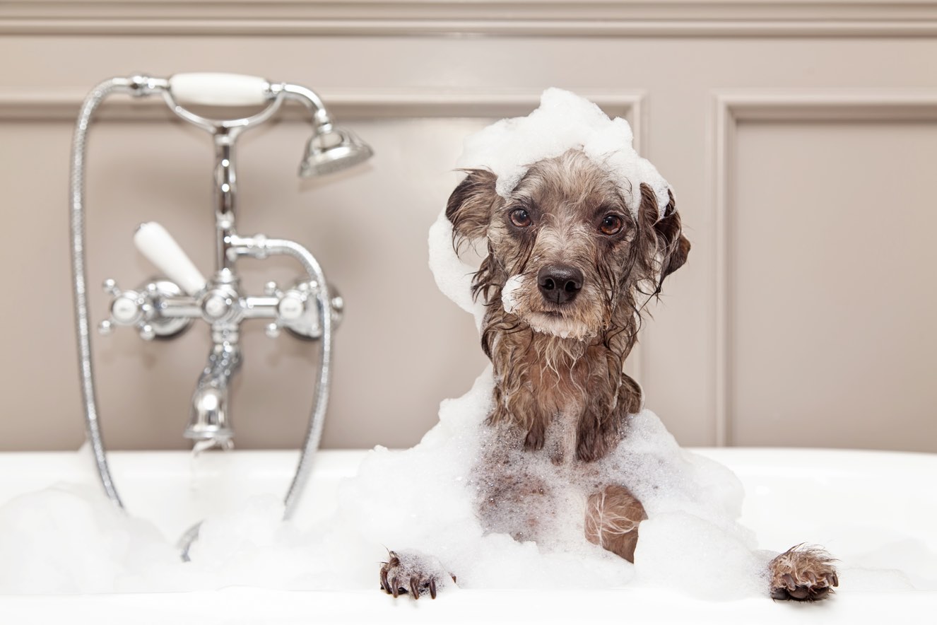 DIY Dog Shampoo | Walk It Like A Dog