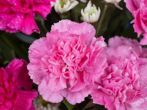 Carnation Poisonous To Cats