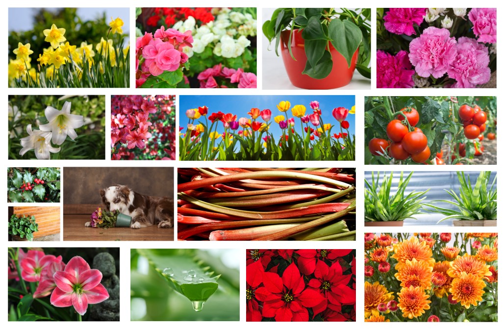 Plants Which Are Toxic Poisonous To