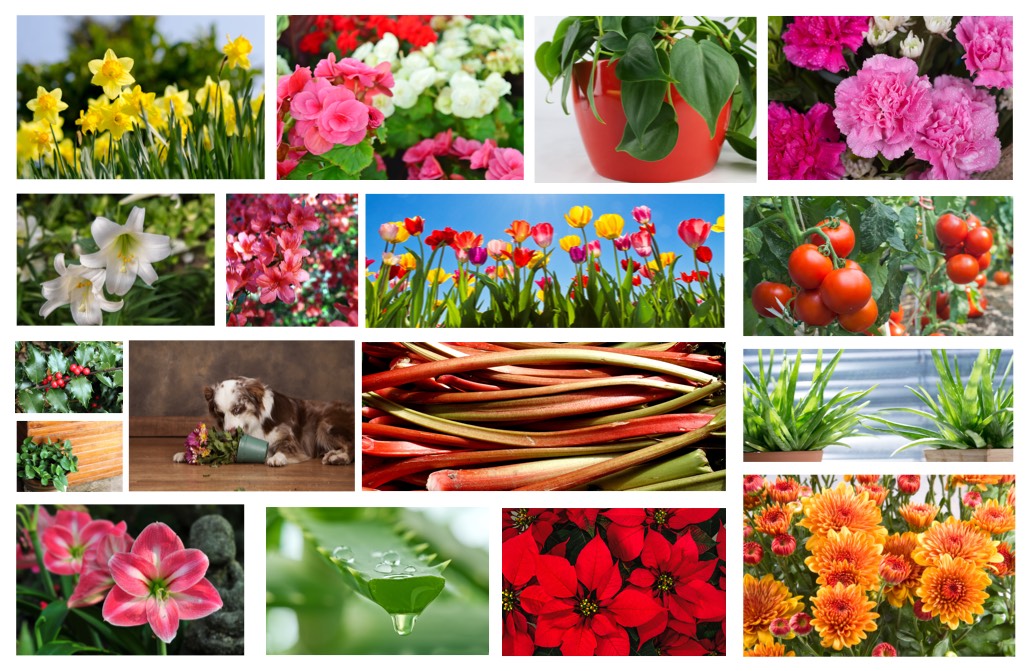 are amaryllis plants poisonous to dogs and cats